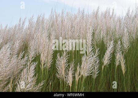 Fiore naturale al tempo di autunno Foto Stock