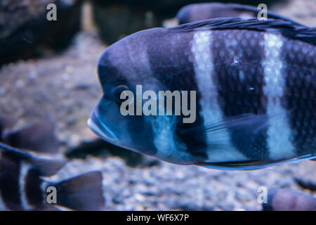 Il humphead cichlid pesce all'interno di un acquario. Foto Stock