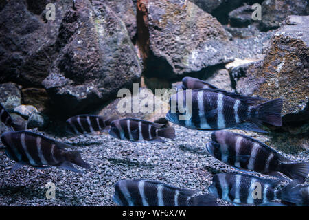 Il humphead cichlid pesce all'interno di un acquario. Foto Stock