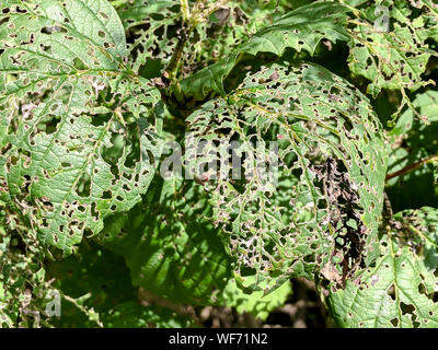 Foglie verdi, mangiato da giardino parassiti. foglie con fori danneggiati da insetti Foto Stock