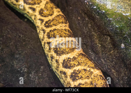 Il giallo Anaconda (Eunectes notaeus), è una boa specie endemica in Sud America meridionale. Foto Stock