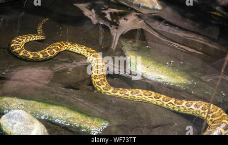 Il giallo Anaconda (Eunectes notaeus), è una boa specie endemica in Sud America meridionale. Foto Stock