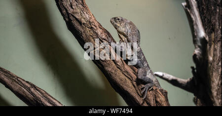 Il frilled colli (lucertola Chlamydosaurus kingii), è una specie di lucertola endemica per l'Australia del nord e sud della Nuova Guinea. Foto Stock