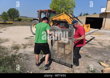 Rebollo De Duero, Spagna. Il 30 agosto, 2019. Due uomini costruire una piattaforma artificiale per un nido di cicogna bianca uccelli nel villaggio di Rebollo de Duero.Vicini spagnola di piccolo villaggio hanno costruito una piattaforma artificiale di provare le cicogne bianche del nesting su di esso. Cicogne sono state in decenni senza la nidificazione. Tra gli anni 1970 e 1990, vi è stato un brusco declino della popolazione del loro in Spagna. Ma oggi molti paesi e città tentare di recuperare la loro dalla costruzione della piattaforma artificiale per nidificare. Credito: SOPA Immagini limitata/Alamy Live News Foto Stock