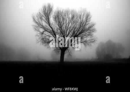 Una silhouette ad albero nella nebbia, con alcuni più alberi lontani Foto Stock