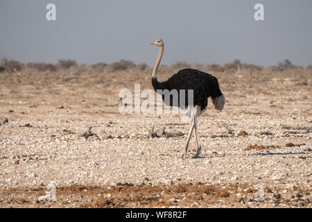 Unico maschio a piedi di struzzo, il Parco Nazionale di Etosha, Namibia, Africa Foto Stock