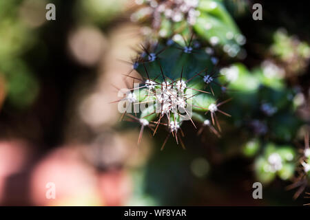 Verde pungenti cactus impianto ancora macro Foto Stock