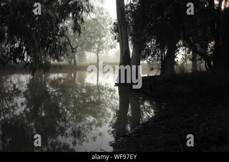 Foschia mattutina lago (billabong) riflessi di alberi di gomma su una siccità effettuata outback fattoria nel Western Downs, Queensland, Australia Foto Stock