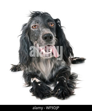 Setter inglese di fronte a uno sfondo bianco Foto Stock