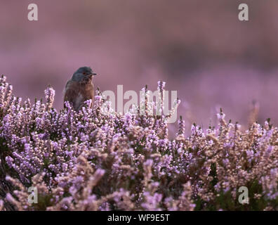 Voce maschile Dartford trillo (Sylvia undata) in armonia con lo sfondo della fioritura nella tarda estate heather perfettamente, Suffolk Foto Stock