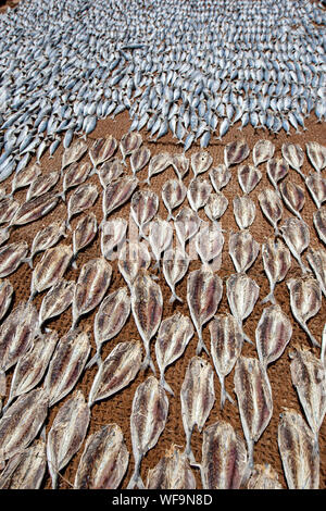 Pesce sardine di essiccazione al sole su stuoie di Hesse sulla spiaggia di Negombo in Sri Lanka. Foto Stock
