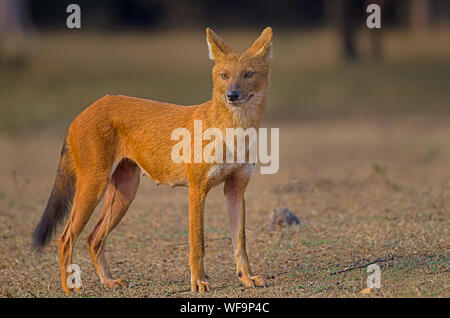 Dhole/selvatico asiatico-cane in India centrale Foto Stock