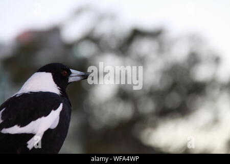 Australian Gazza (Gymnorhina Tibicen) Foto Stock