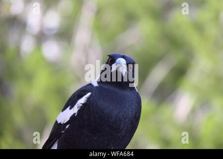 Australian Gazza (Gymnorhina Tibicen) Foto Stock