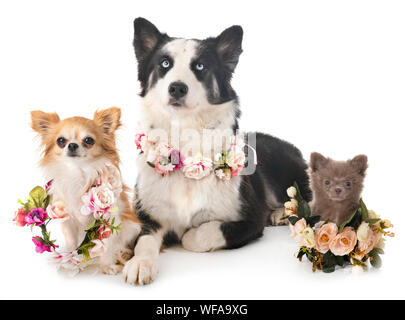 Giovani Yakutian Laika e chihuahua davanti a uno sfondo bianco Foto Stock