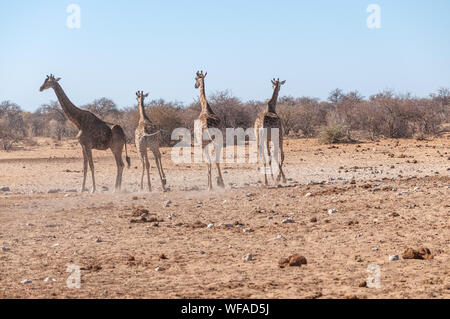 Quattro le giraffe angolano - Giraffa giraffa angolensis camminare nervosamente intorno al fiume nel parco nazionale Etosha, Namibia. Foto Stock