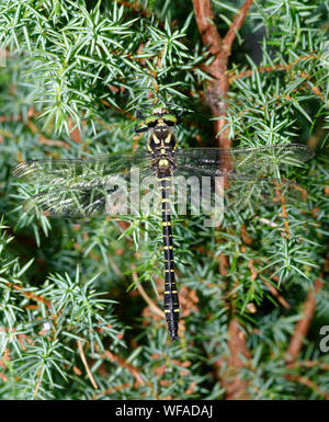 Golden-inanellati Dragonfly - Cordulegaster boltonii maschio in appoggio sul Ginepro Foto Stock