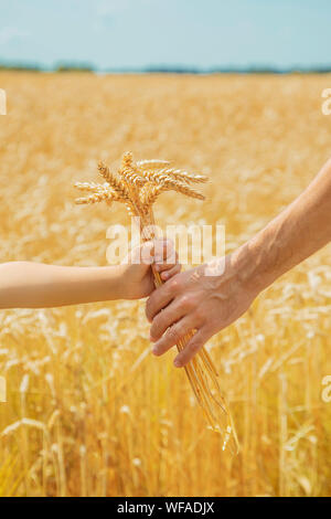 Un uomo con un bambino tiene spikelets di grano nelle sue mani. Messa a fuoco selettiva. la natura. Foto Stock