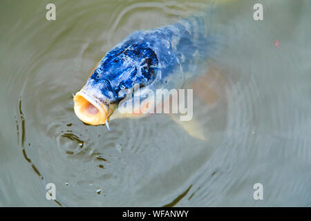 Un unico colore blu pesci koi (Cyprinus rubrofuscus 'koi') in corrispondenza della superficie di acqua con la bocca aperta. Foto Stock