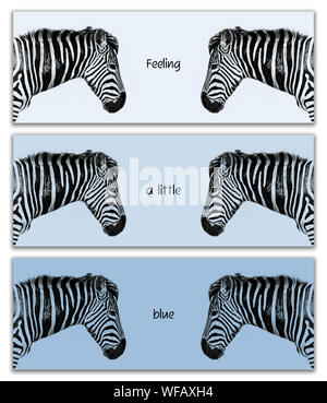 Zebra trittico. Tre Banner orizzontale che mostra la testa di riflesso di una pianura zebra nel profilo. Tavolozza dei colori delle tre tonalità di blu con sensazione di preventivo Foto Stock