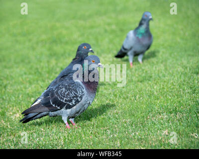 Pigeon su erba verde, primo piano di un piccione grigio in parco pubblico Foto Stock