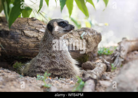 Vigile meerkat mantiene un belvedere. Questa piccola creatura vive in confezioni ed è indigena dell Africa meridionale. Foto Stock