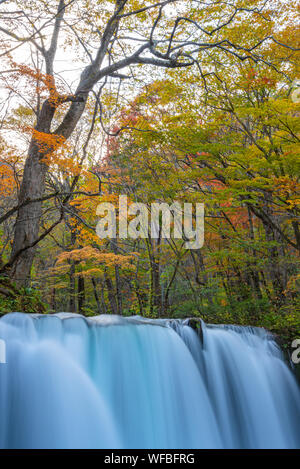 Choshi Otaki cade ( flusso Oirase ) in giornata soleggiata, bella caduta delle foglie scena i colori autunnali. Foresta, fiume che scorre, caduta foglie, rocce di muschio Foto Stock