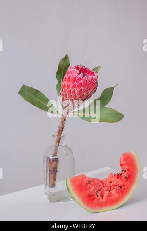 Protea fiore in un vaso accanto a una fetta di cocomero Foto Stock