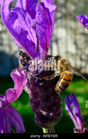 Il miele delle api alimentare per raccogliere il polline in viola e verde fiori di lavanda Foto Stock