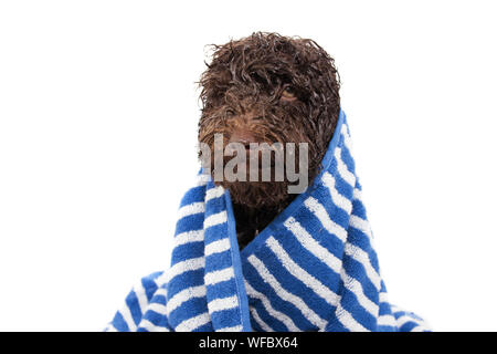 Wet cucciolo di cane avvolto con un blu a strisce asciugamano dopo prendere una doccia o vasca da bagno. Foto Stock