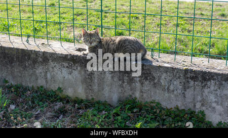 Un gatto seduto sulla recinzione Foto Stock