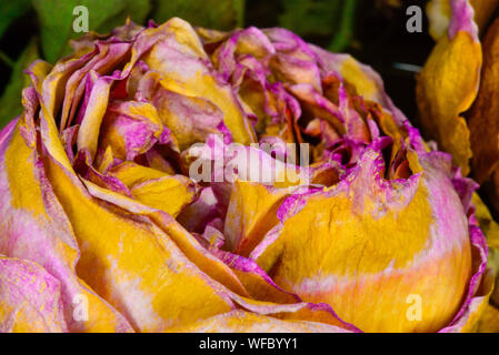 Secchi e rosa rosa gialla da vicino con foglie verdi in background Foto Stock