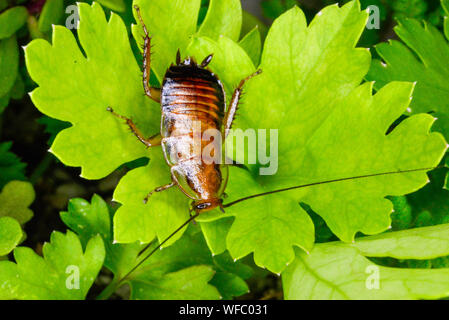 Tedesco scarafaggio Ninfa sulla foglia verde vicino fino Foto Stock