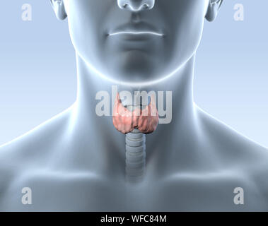 Dal punto di vista medico 3D illustrazione che mostra la tiroide di un uomo con il tubo dell'aria e della laringe Foto Stock