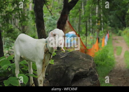 Capra bianca nella foresta di mangiare le foglie verdi da masticare Foto Stock