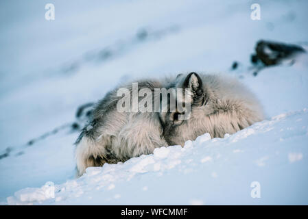 La renna cub recante nella neve, Longyearbyen, Spitsbergen Foto Stock