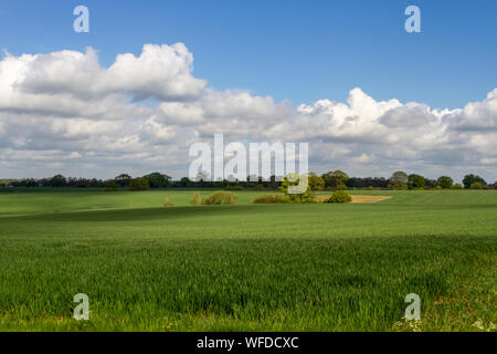 Scena di paesaggio, poco Maplestead, Essex. Regno Unito Foto Stock