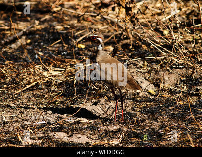 Latgest della famiglia courser, il viola-punta spesso Courser arriva in un aread dopo un bushfire. Il underwing ha un segno distintivo di iridescenza Foto Stock