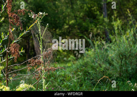 Una ragnatela su un ramo Foto Stock