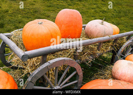 Carrello con zucche. Su un carrello di legno con fieno sono grandi arancione zucca. Autumn harvest in campagna. Festa di Halloween Foto Stock