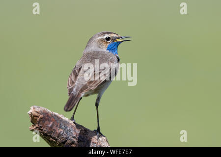 Un bel tordo-come uccello, il pettazzurro (Luscinia svecica) Foto Stock