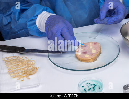 Analisi di esperti ripiene di carne contaminata dal batterio della listeria in laboratorio, germoglio causato in Spagna Foto Stock