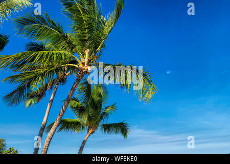 Palme di cocco al tramonto Foto Stock