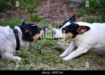 Jack Russell cani ringhiando e giocando a strattoni combattimenti sulla sfera Foto Stock