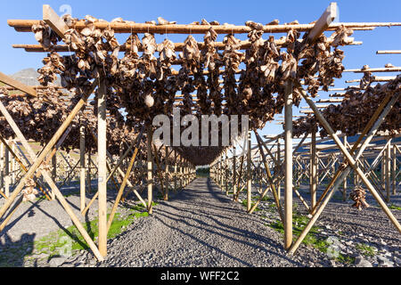 Teste di Pesce essiccazione su rack tradizionali in Lofoten, Norvegia Foto Stock