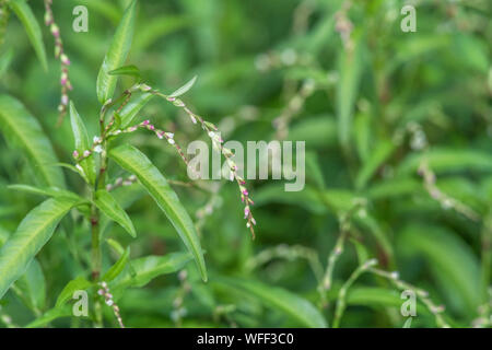 Fogliame, foglie di pepe acqua / Polygonum hydropiper = Persicaria hydropiper crescente nella palude. Una volta utilizzata come pianta medicinale in rimedi a base di erbe. Foto Stock