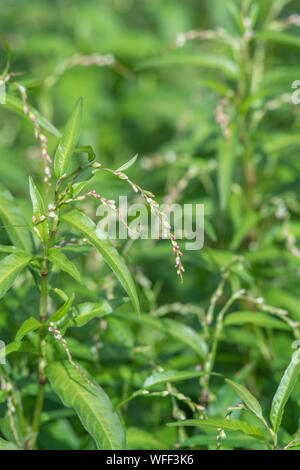 Fogliame, foglie di pepe acqua / Polygonum hydropiper = Persicaria hydropiper crescente nella palude. Una volta utilizzata come pianta medicinale in rimedi a base di erbe. Foto Stock