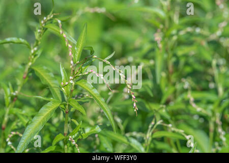 Fogliame, foglie di pepe acqua / Polygonum hydropiper = Persicaria hydropiper crescente nella palude. Una volta utilizzata come pianta medicinale in rimedi a base di erbe. Foto Stock