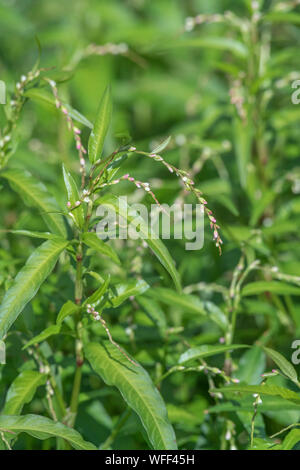 Fogliame, foglie di pepe acqua / Polygonum hydropiper = Persicaria hydropiper crescente nella palude. Una volta utilizzata come pianta medicinale in rimedi a base di erbe. Foto Stock