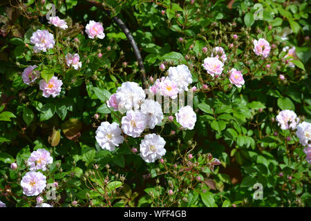 Paul's Himalayan Musk rose, una vigorosa rambling rosa in fiore nel giardino estivo, REGNO UNITO Foto Stock